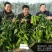 豫艺新时代大果辣椒种子薄皮无渣筋辣好吃高产商品性强经济效
