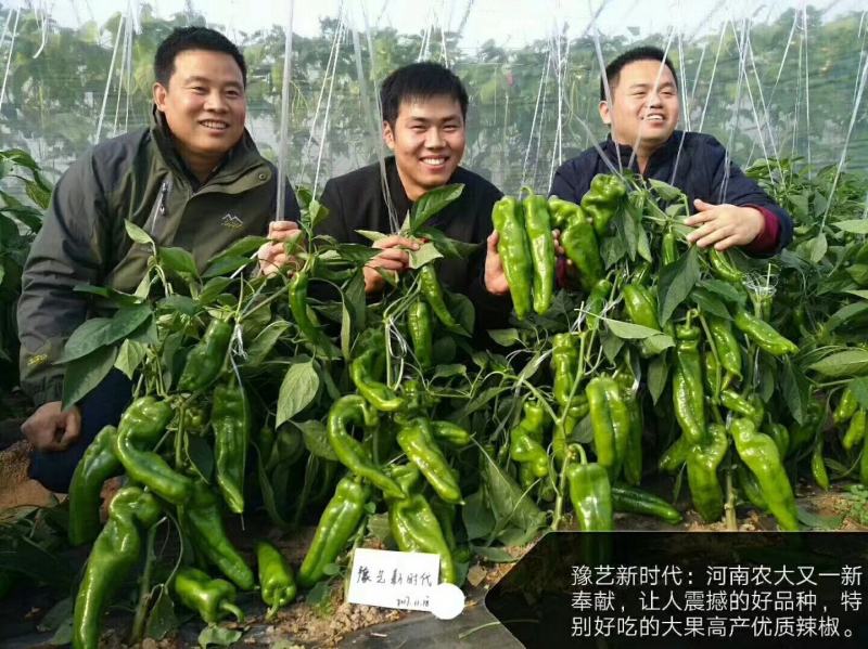 豫艺新时代大果辣椒种子薄皮无渣筋辣好吃高产商品性强经济效