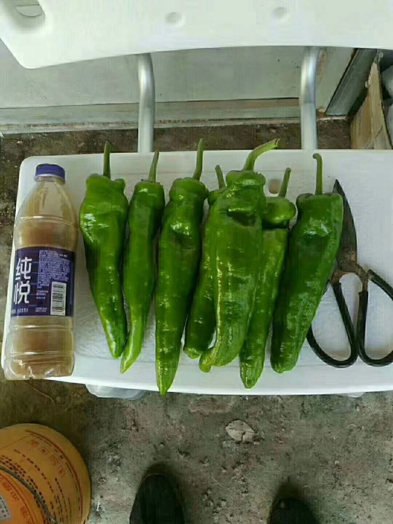 豫艺新时代大果辣椒种子薄皮无渣筋辣好吃高产商品性强经济效
