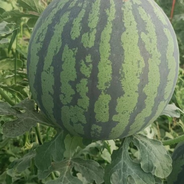 小风西瓜