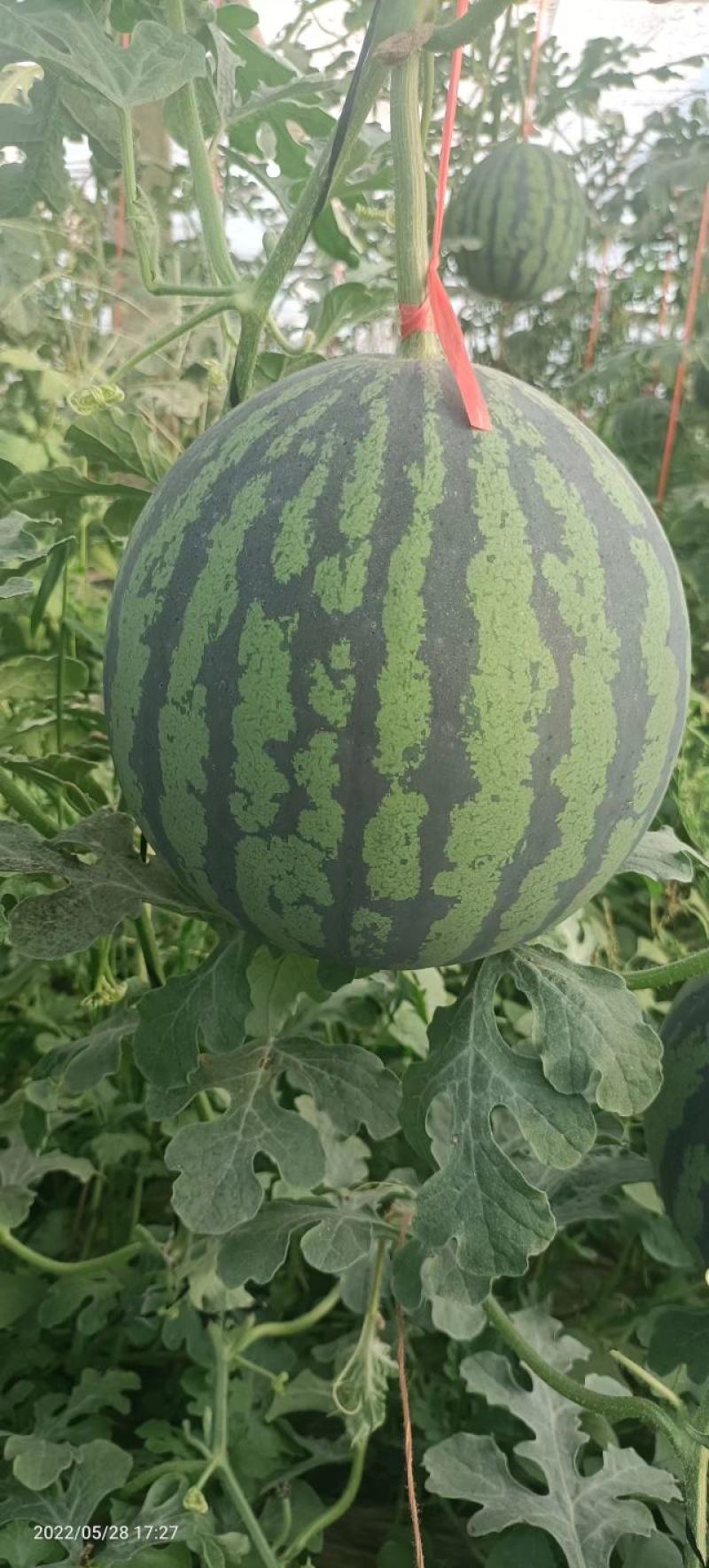 小风西瓜