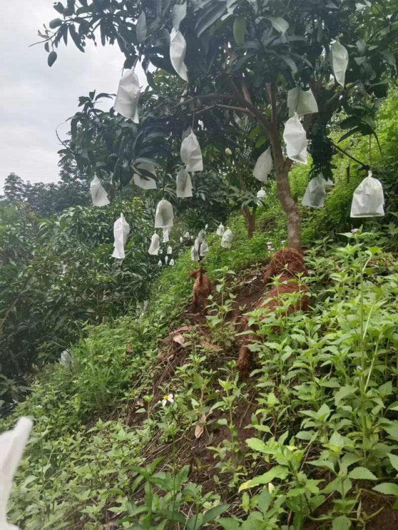 大青芒大果热卖中