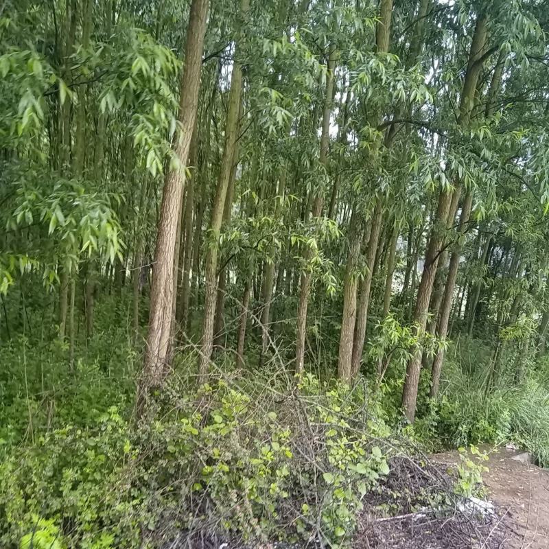 【牛商推荐】精品柳树，竹柳基地直销中，货源充足。