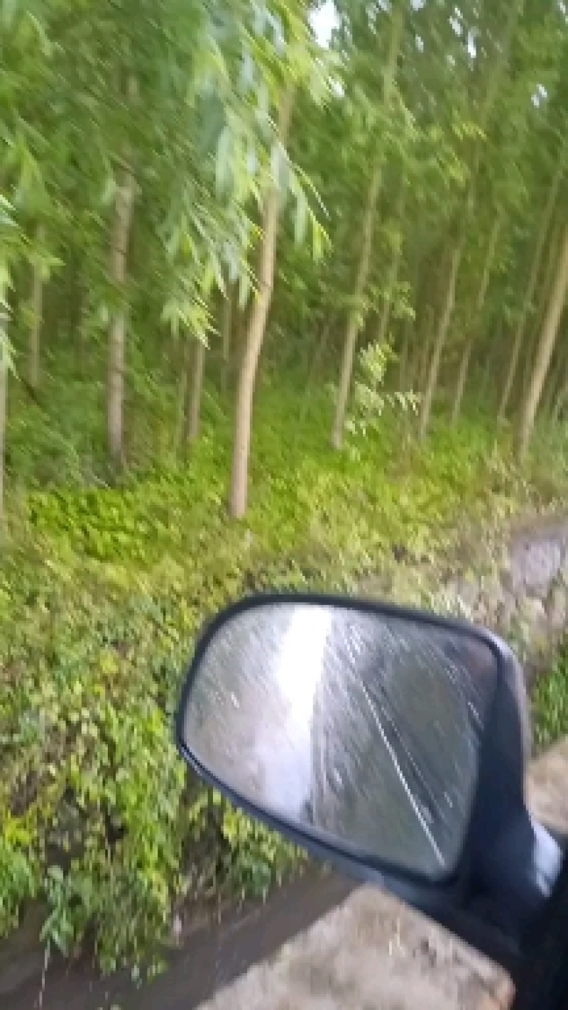 【牛商推荐】精品柳树，竹柳基地直销中，货源充足。