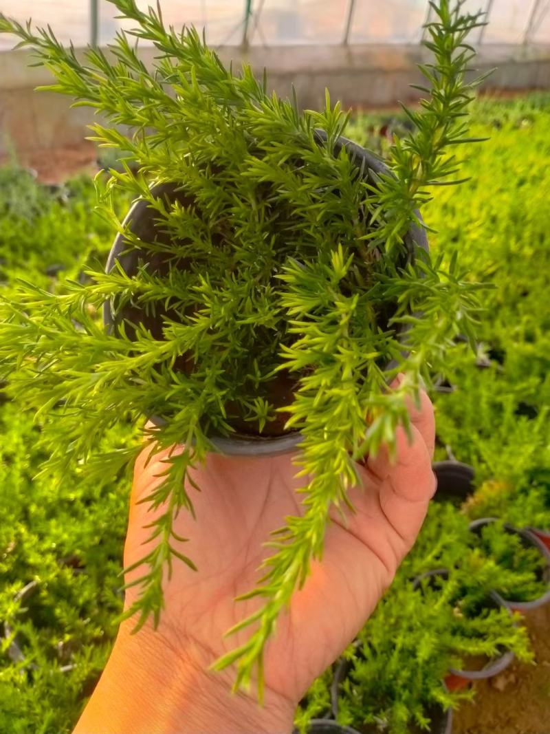 出售优质:双色盆达丽尔福禄考，大盆大花福禄考，双色盆芝