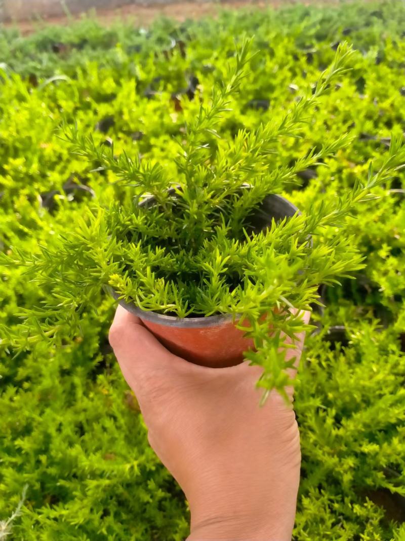 出售优质:双色盆达丽尔福禄考，大盆大花福禄考，双色盆芝