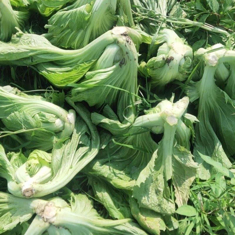 富川芥菜半月左右上市了