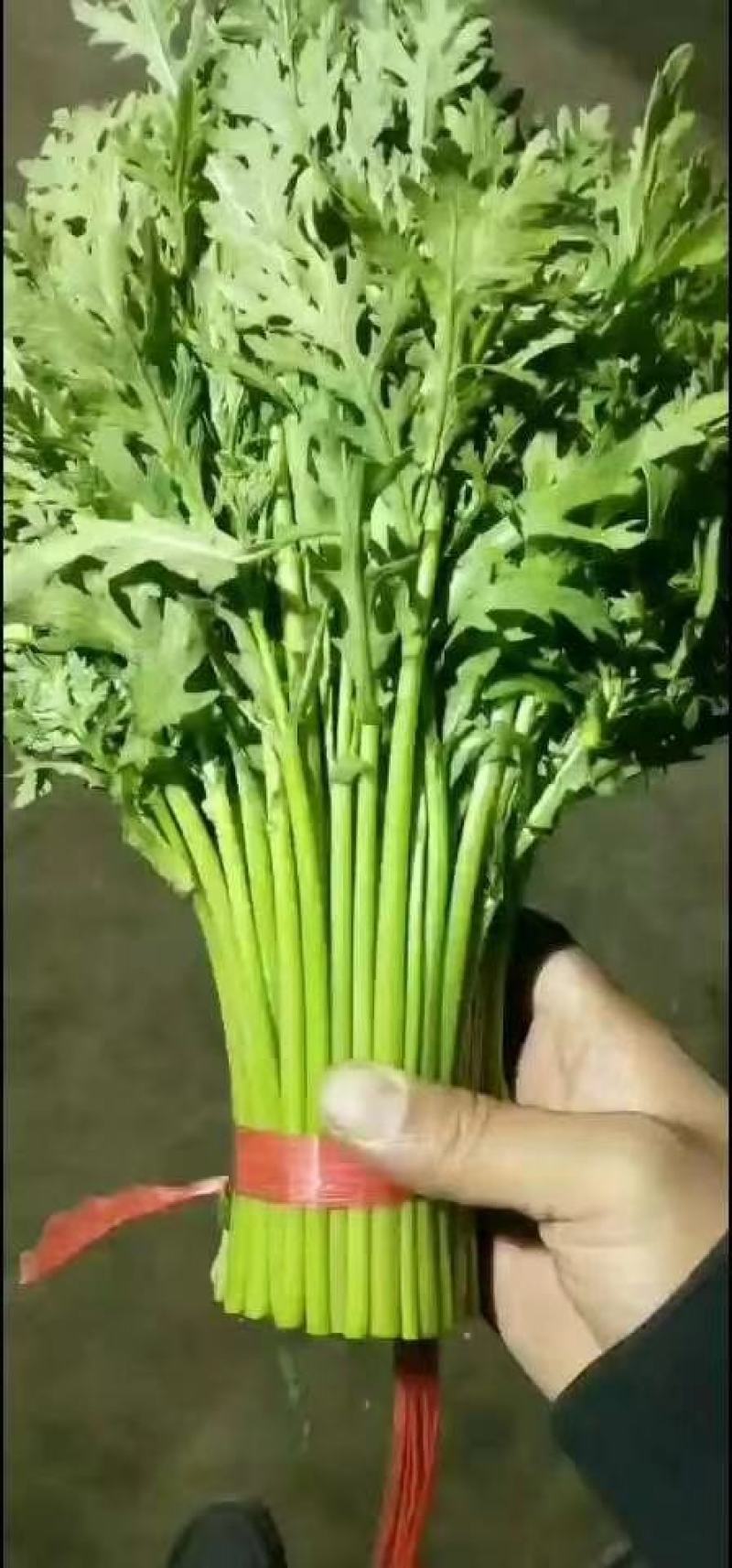 张北基地精品茼蒿上市，质优价廉，产地直销，打包装代发车等