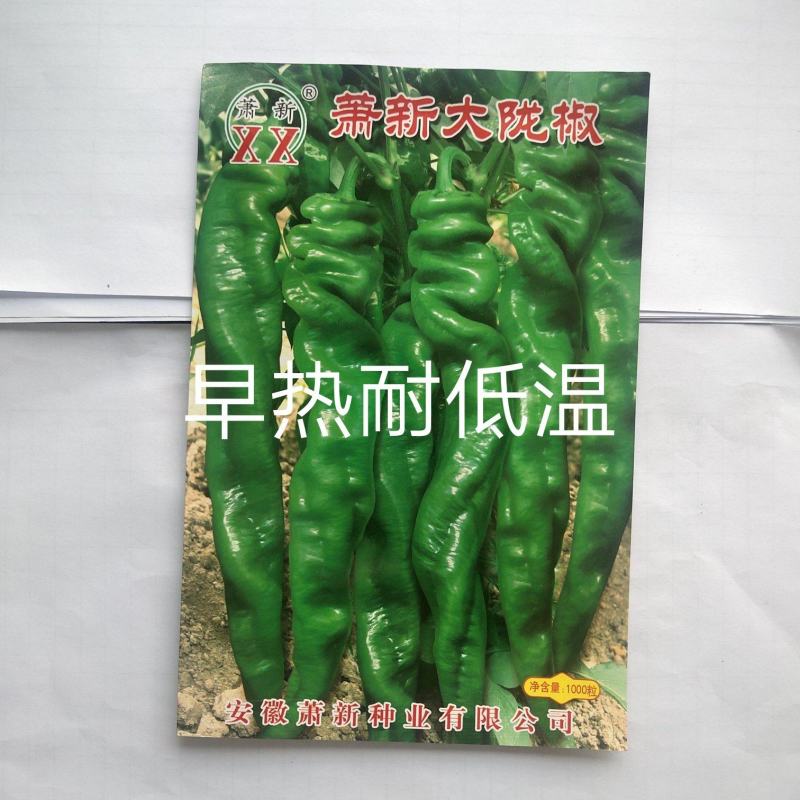 萧新大陇椒辣椒种子早熟抗病能力强商品性好膨果速度快翠绿