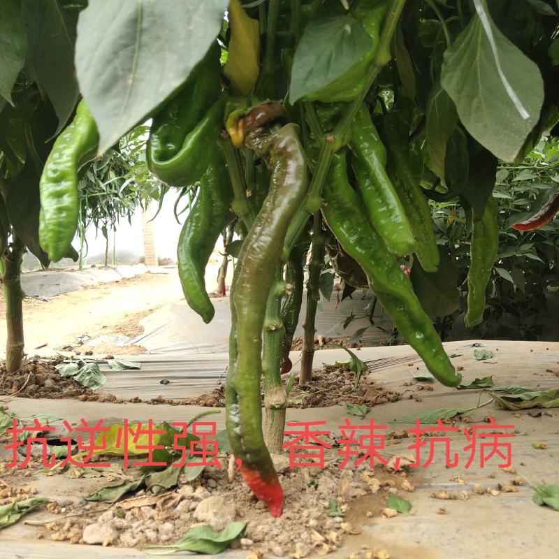 萧新大陇椒辣椒种子早熟抗病能力强商品性好膨果速度快翠绿