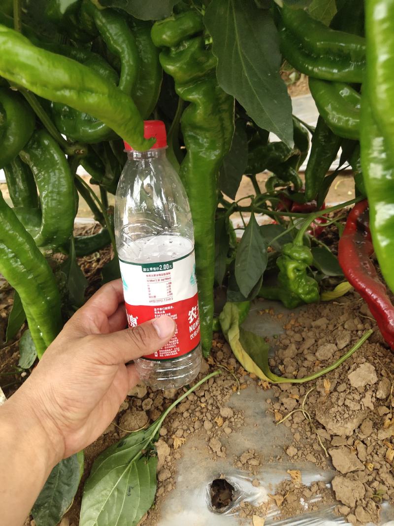 萧新大陇椒辣椒种子早熟抗病能力强商品性好膨果速度快翠绿