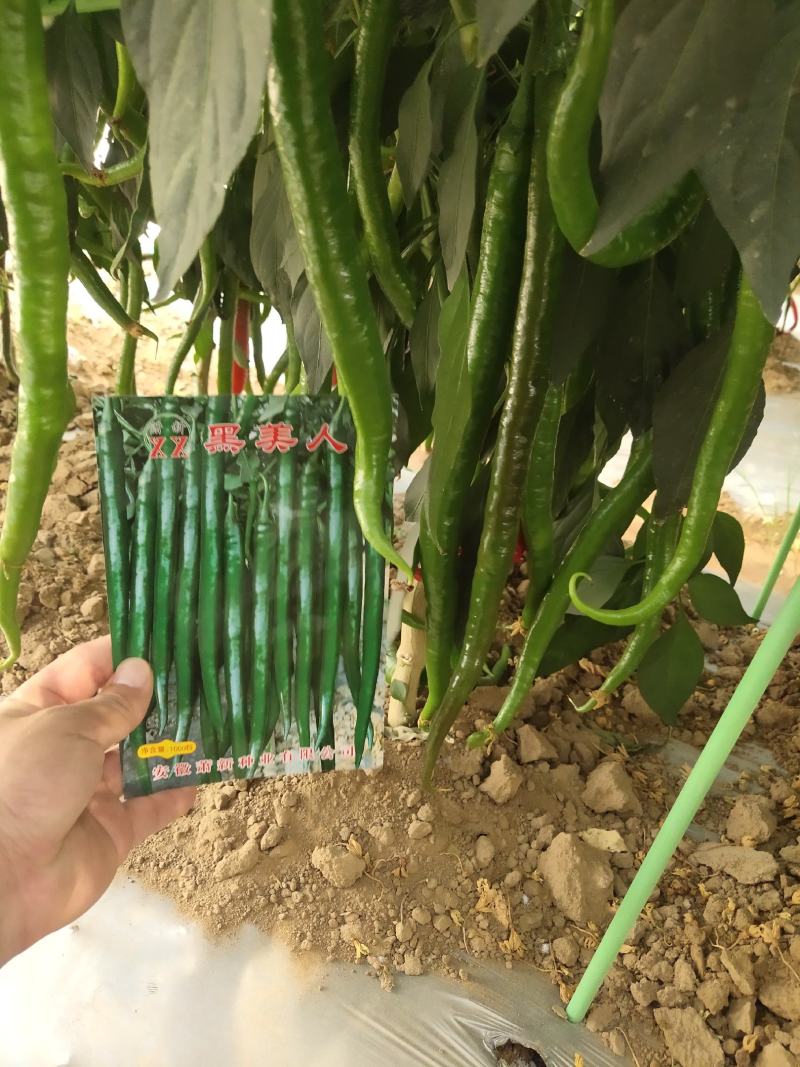 萧新大陇椒辣椒种子早熟抗病能力强商品性好膨果速度快翠绿