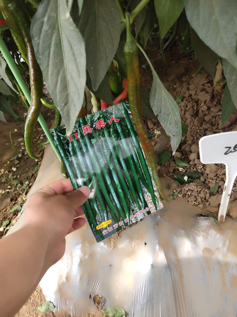 萧新大陇椒辣椒种子早熟抗病能力强商品性好膨果速度快翠绿
