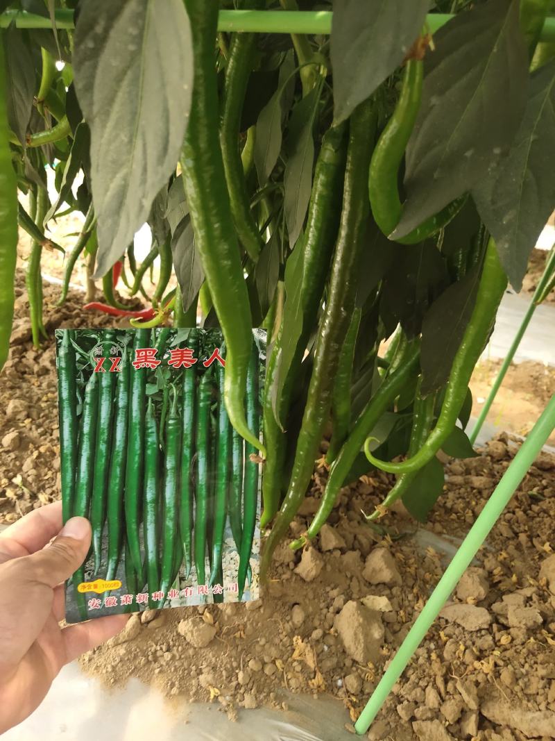萧新大陇椒辣椒种子早熟抗病能力强商品性好膨果速度快翠绿
