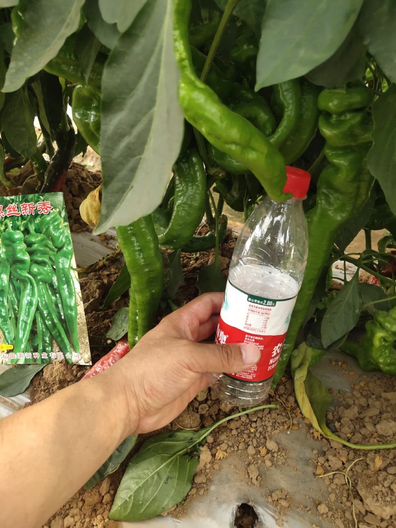 萧新大陇椒辣椒种子早熟抗病能力强商品性好膨果速度快翠绿