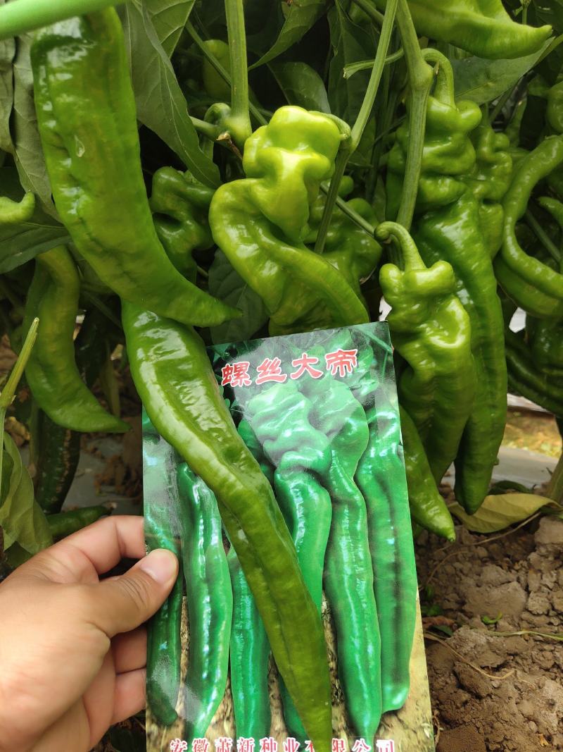 萧新大陇椒辣椒种子早熟抗病能力强商品性好膨果速度快翠绿