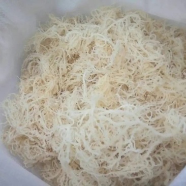 龙须菜批发长寿菜海石花鹿角菜凉拌菜龙须菜素食凉拌菜素菜配