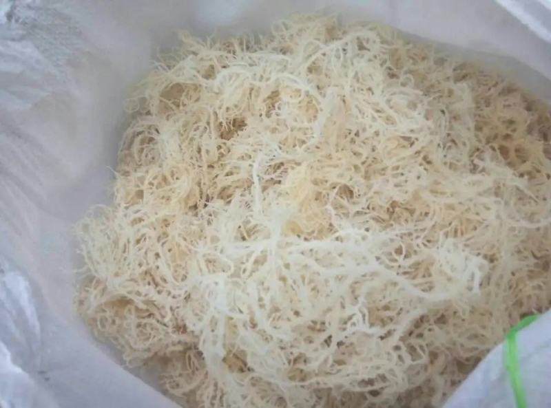 龙须菜批发长寿菜海石花鹿角菜凉拌菜龙须菜素食凉拌菜素菜配