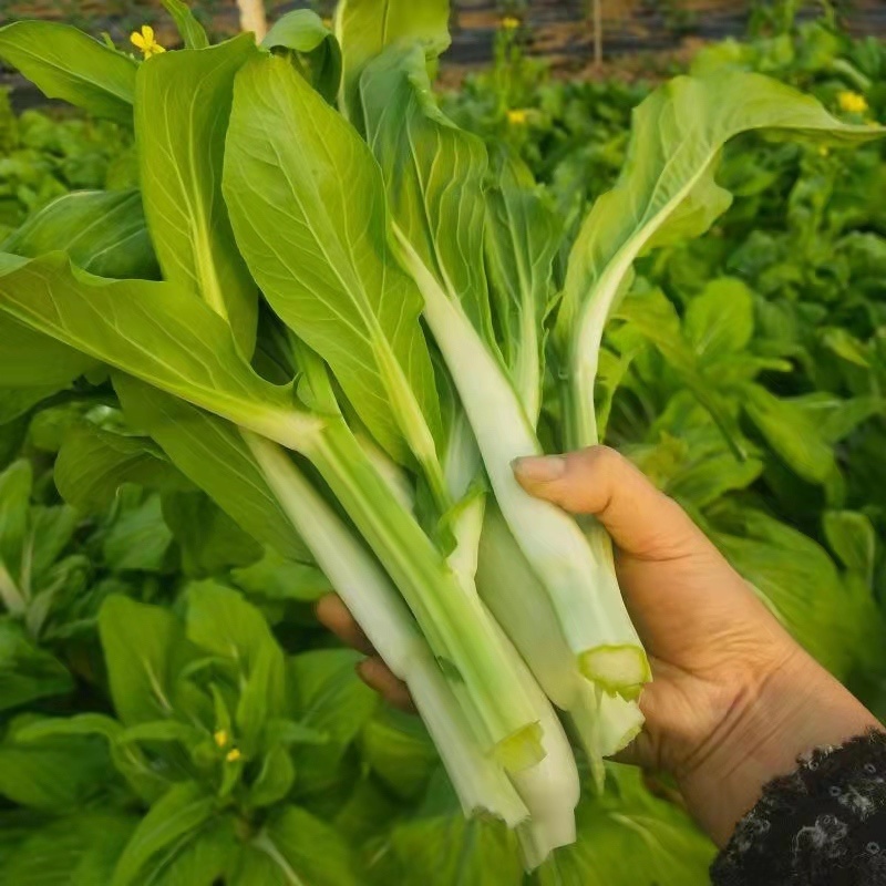 新鲜白菜苔精品菜苔白菜芯宜昌白菜苔产地供应