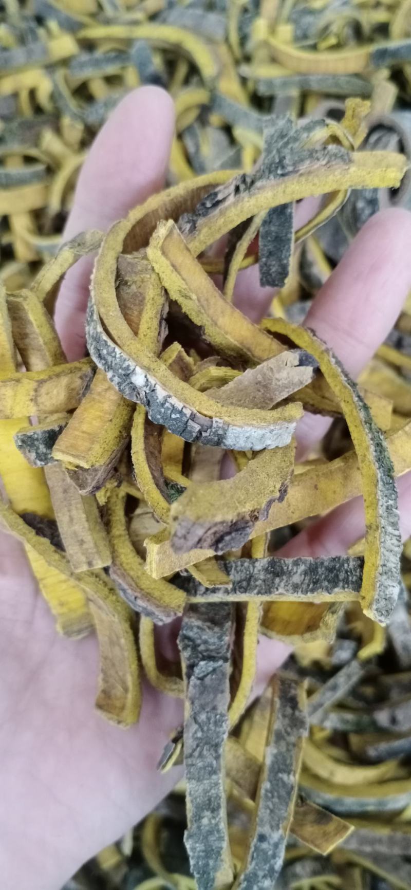 黄柏，去皮黄柏，各种等级黄柏，中药材批发，按方抓药