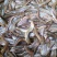 三黄塘風鱼苗广东塘風鱼质检保证欢迎采购