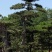 油松造型油松造型松迎客松欢迎上门指导可开发票