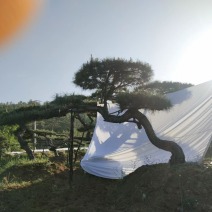 造型油松黑松迎客松庭院造型小区公园绿化长期供应