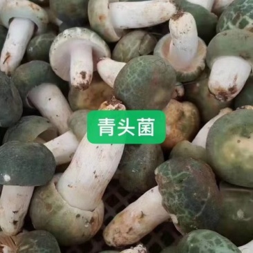2022新鲜野生菌.支持全国发货.量大从优