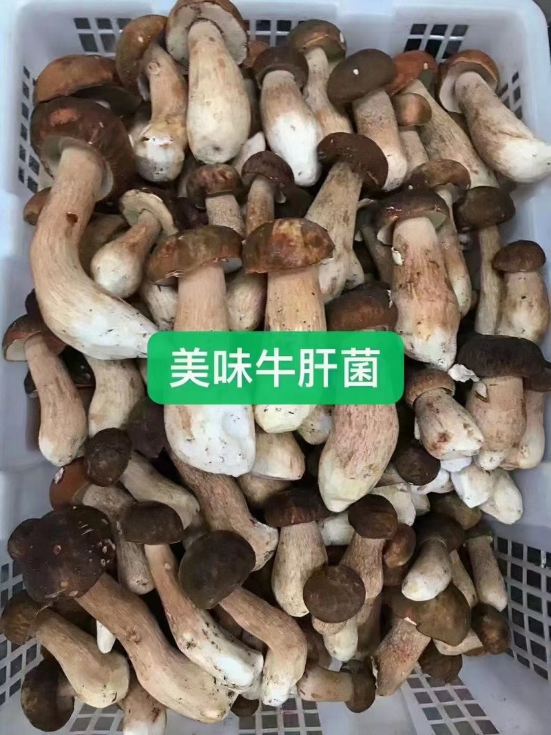 2022新鲜野生菌.支持全国发货.量大从优