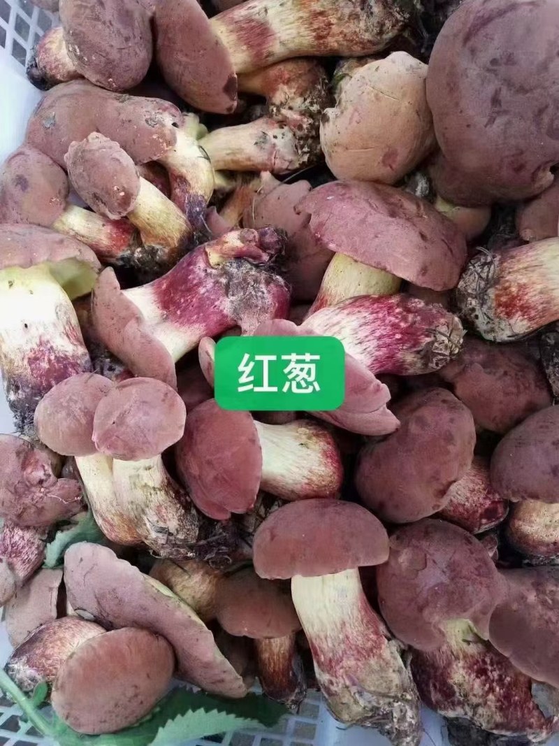 2022新鲜野生菌.支持全国发货.量大从优