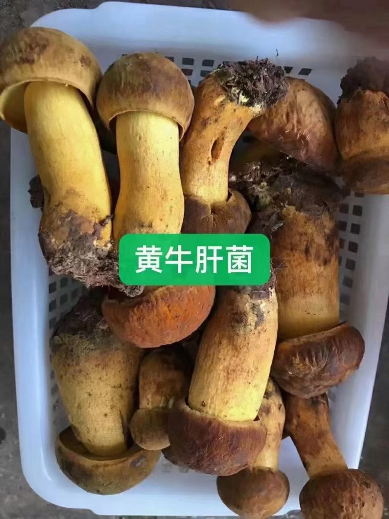 2022新鲜野生菌.支持全国发货.量大从优
