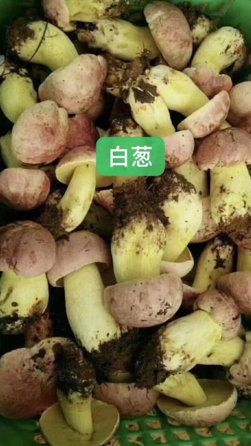 2022新鲜野生菌.支持全国发货.量大从优