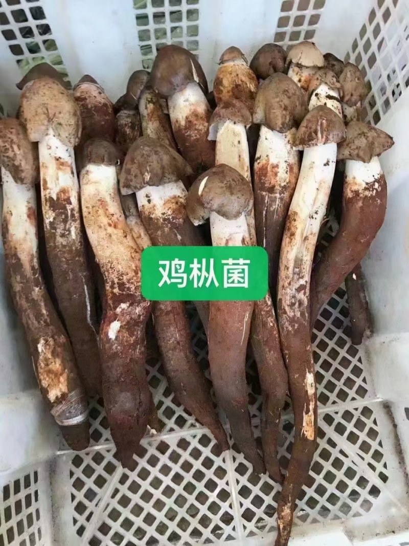 2022新鲜野生菌.支持全国发货.量大从优