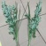 艾草菖蒲成都本地货