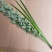 艾草菖蒲成都本地货