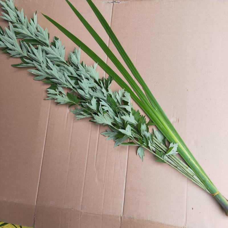 艾草菖蒲成都本地货