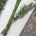 艾草菖蒲成都本地货