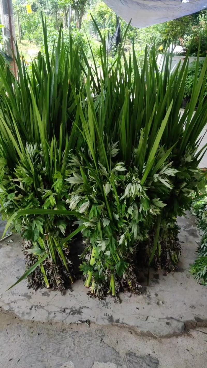 艾草菖蒲成都本地货