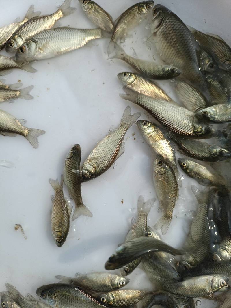 【鱼苗】中科5号鲫鱼苗生长速度快，抗病力强，肉质鲜美