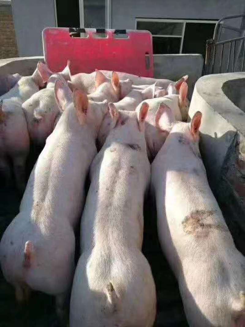 山东仔猪三元仔猪批发猪场销售防疫严格送猪到家品种齐全