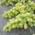 京牙葡萄