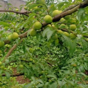 本地江安李子熟了