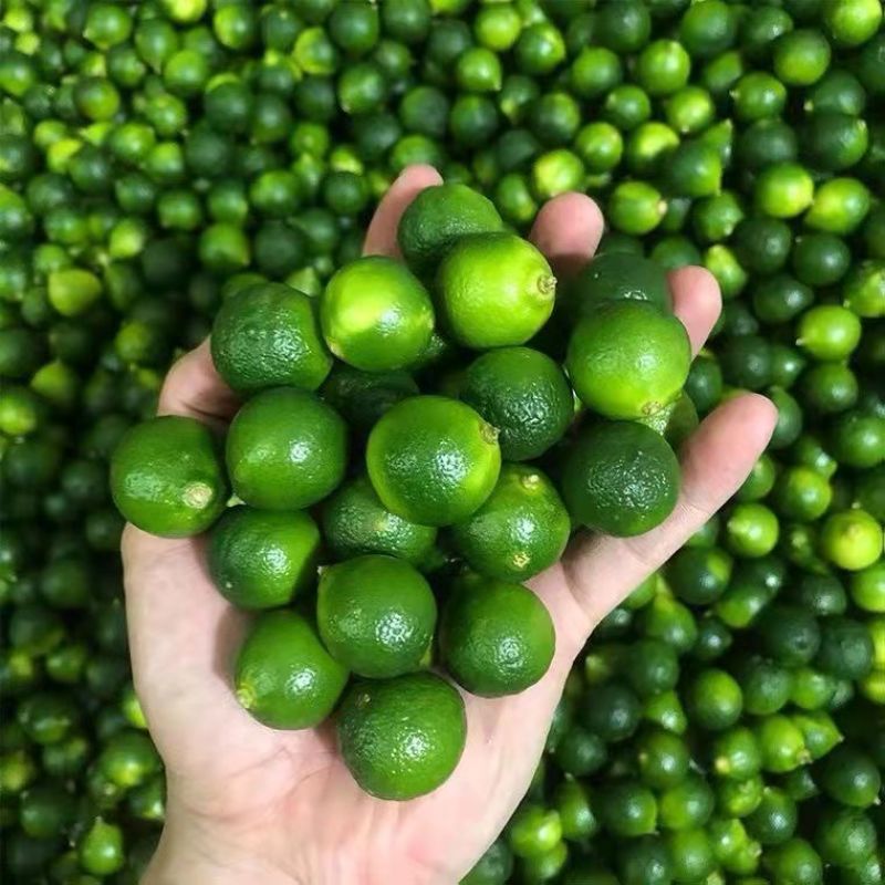 海南青金桔
