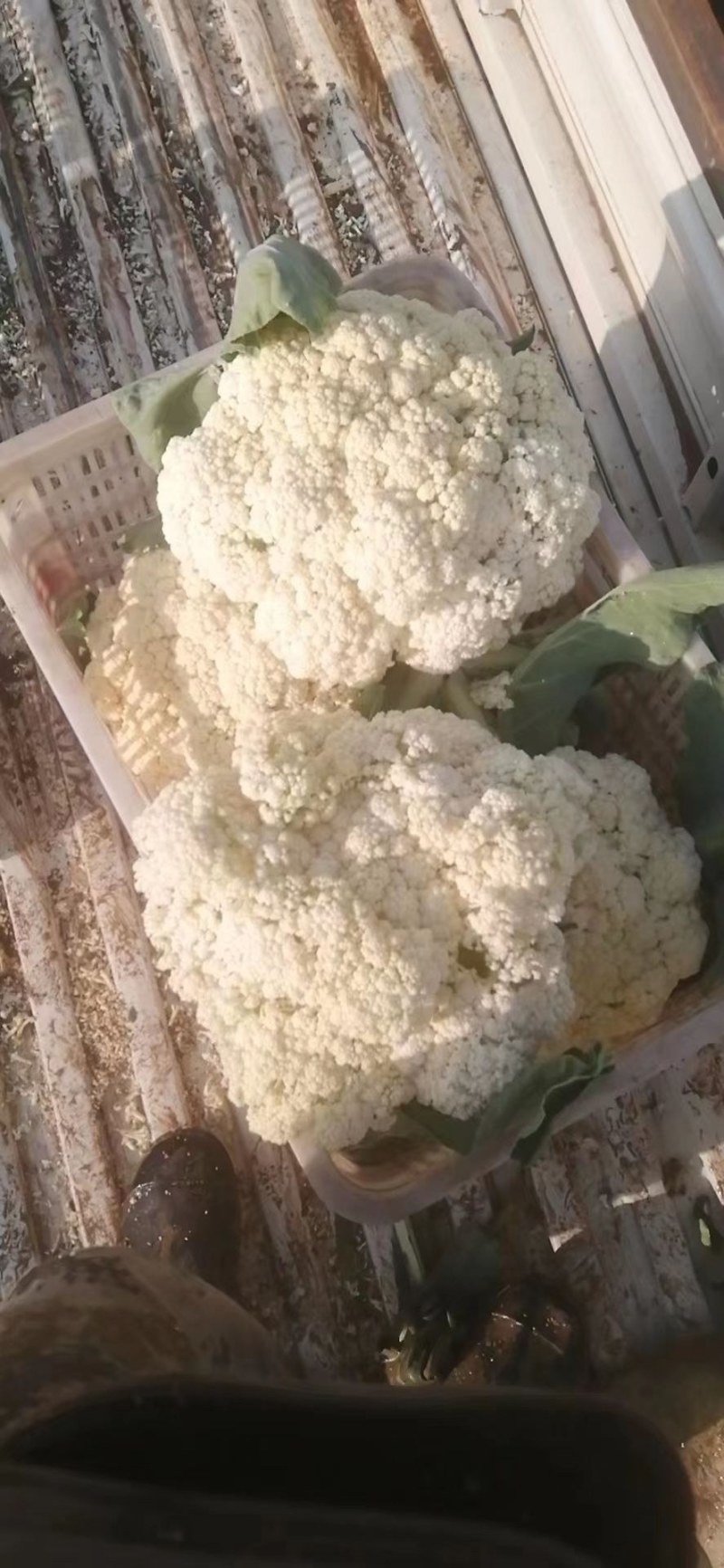 天天鲜优选果蔬有机菜花，花面干净花型漂亮有需要货的老板可