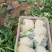 天天鲜优选果蔬有机菜花，花面干净花型漂亮有需要货的老板可