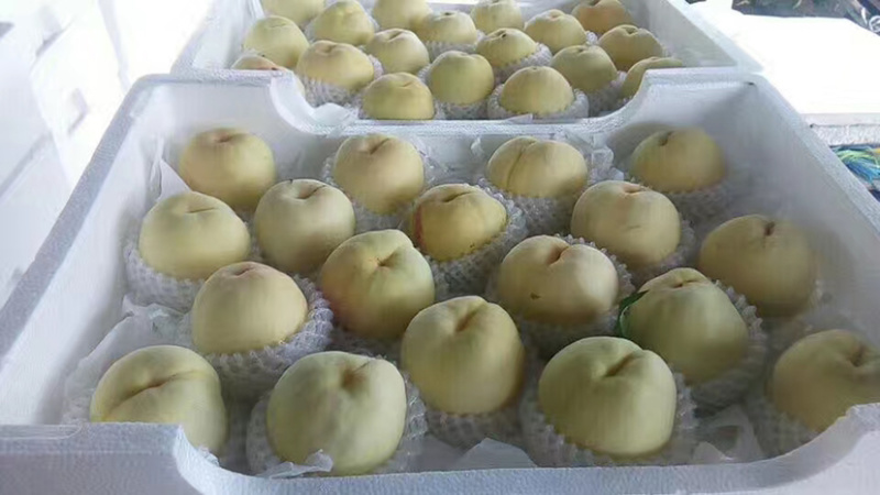 新沂水蜜桃专业代办一条龙