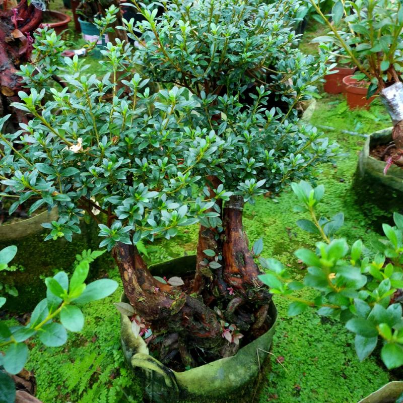 （精品）紫花树桩嫁接日本皋月小叶五彩夏鹃盆地种植量大有货