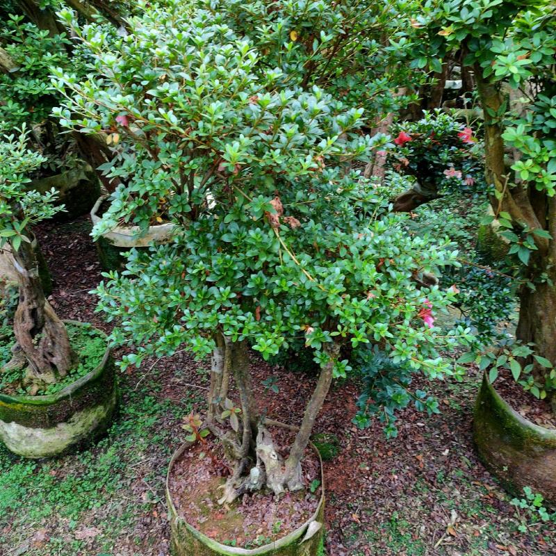 （精品）紫花树桩嫁接日本皋月小叶五彩夏鹃盆地种植量大有货