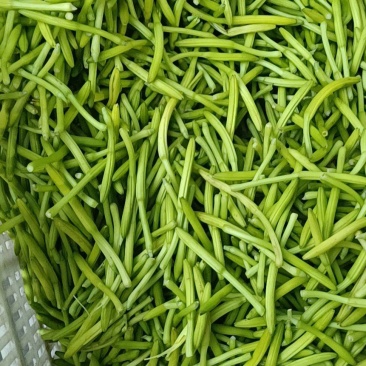 新鲜黄花菜