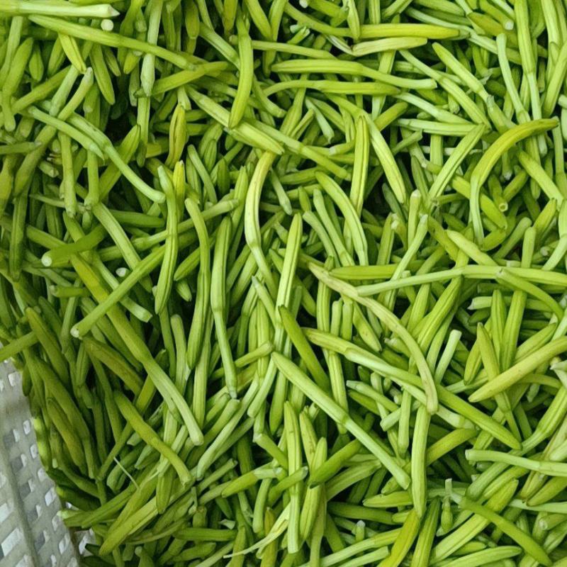 新鲜黄花菜